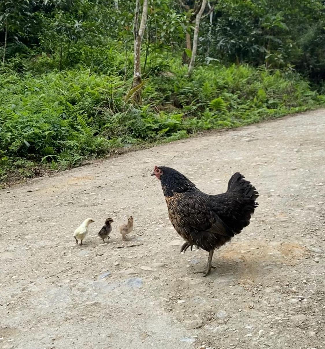 Bikki'S Jungle Homestay Ha Giang Εξωτερικό φωτογραφία