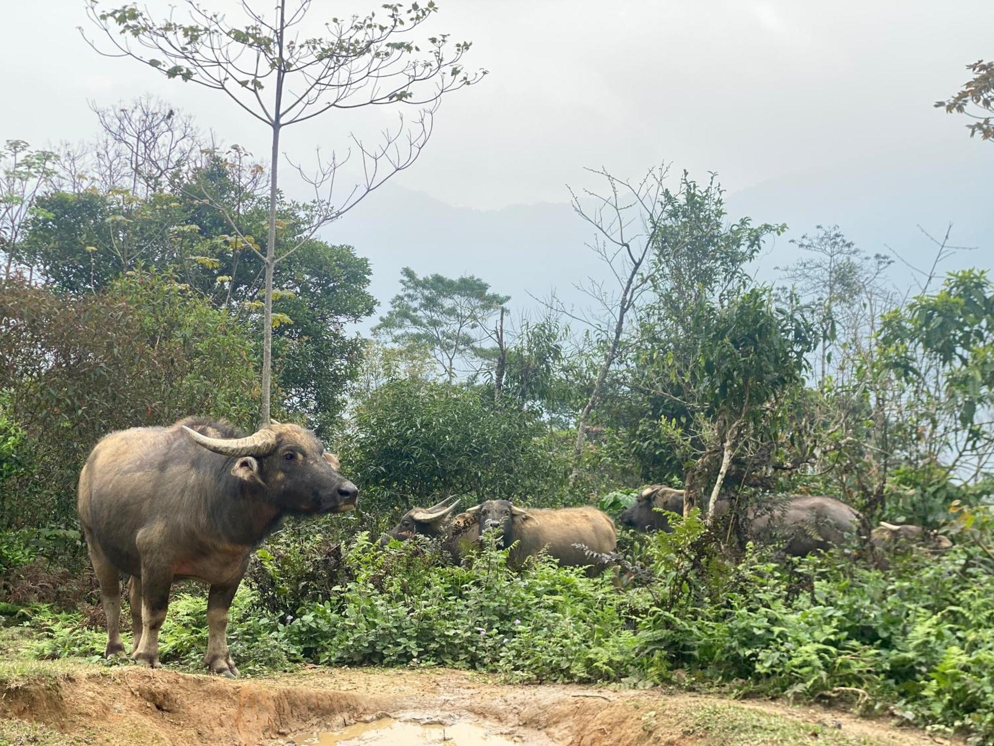 Bikki'S Jungle Homestay Ha Giang Εξωτερικό φωτογραφία