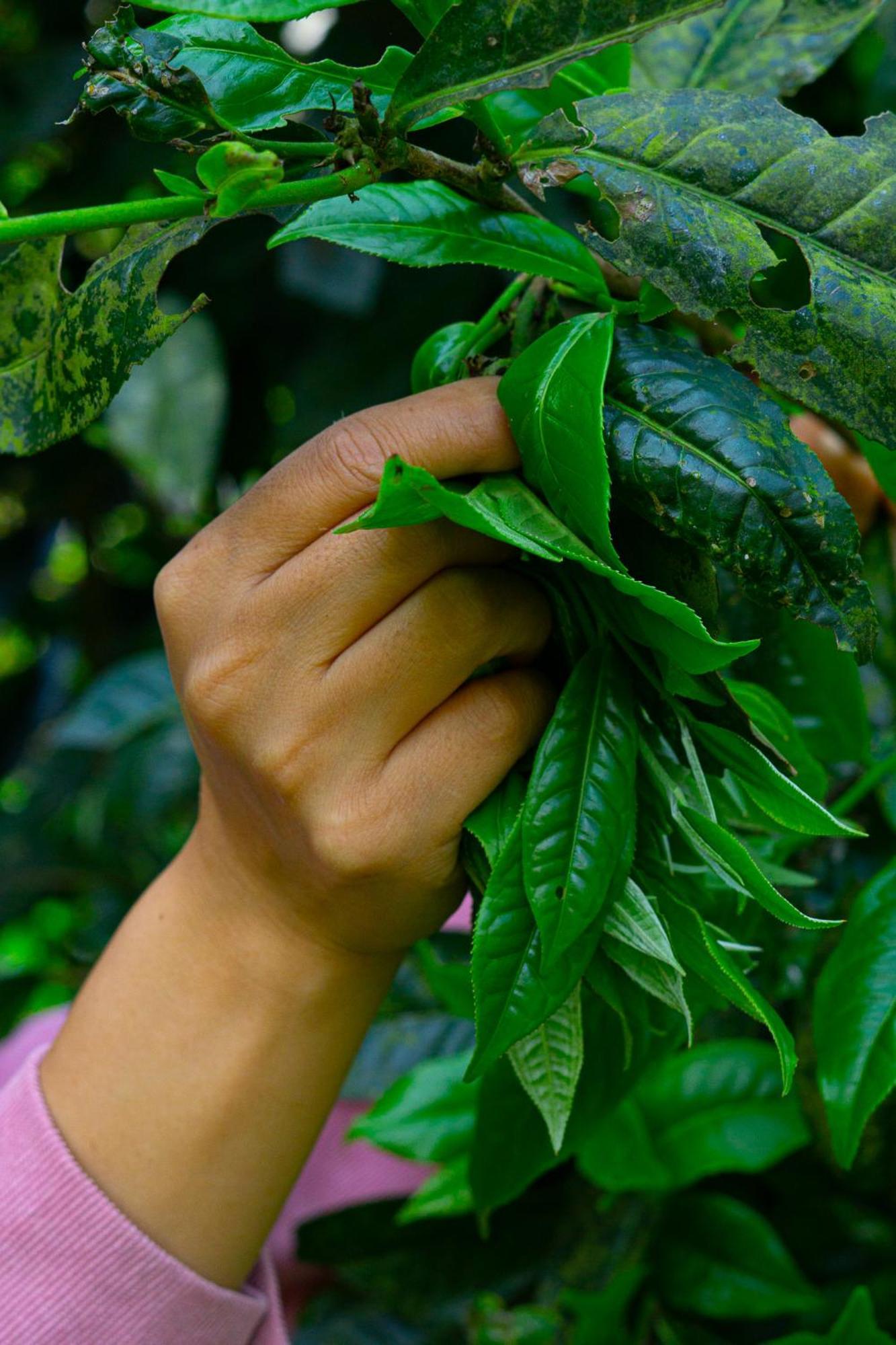 Bikki'S Jungle Homestay Ha Giang Εξωτερικό φωτογραφία